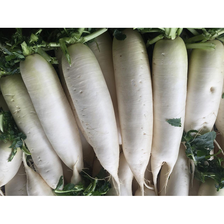 Εξερευνήστε τη θρεπτική αξία του New Crop Fresh Radish για την ενίσχυση του ανοσοποιητικού και την αναστολή της ανάπτυξης των καρκινικών κυττάρων